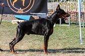 Vito Night Fever on Dobermann Cup Car Konstantin 2011