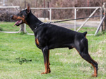 Vito Night Fever on Dobermann Cup Car Konstantin 2011