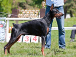 Vito Night Fever on Dobermann Cup Car Konstantin 2011